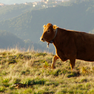 Perché la carne biologica costa di più?