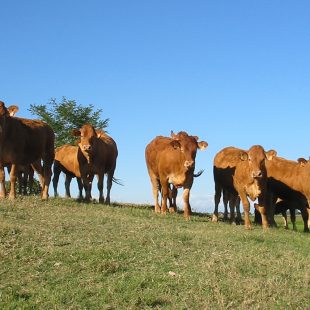 Allevamento biologico: il benessere dei terreni, il benessere degli animali